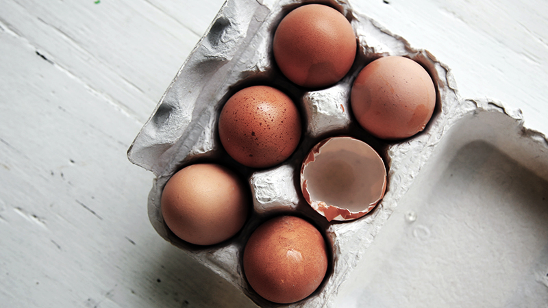 protein powder alternatives eggs